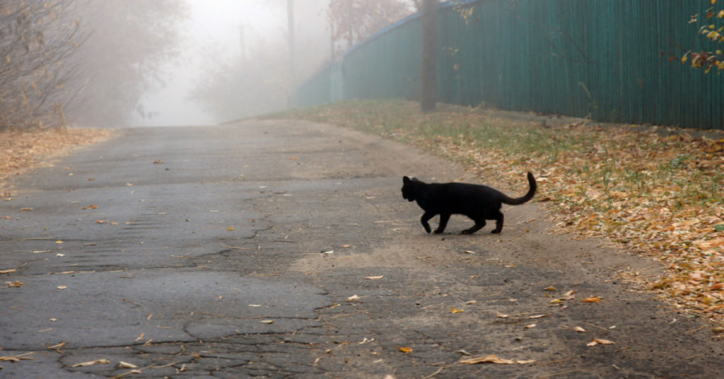 Some believe that black cats crossing a person's path from right to left is a bad omen. So is picking the wrong ERP Partner