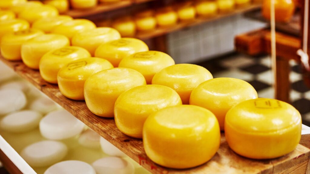 Cheese production Line at a Food Processing Plant