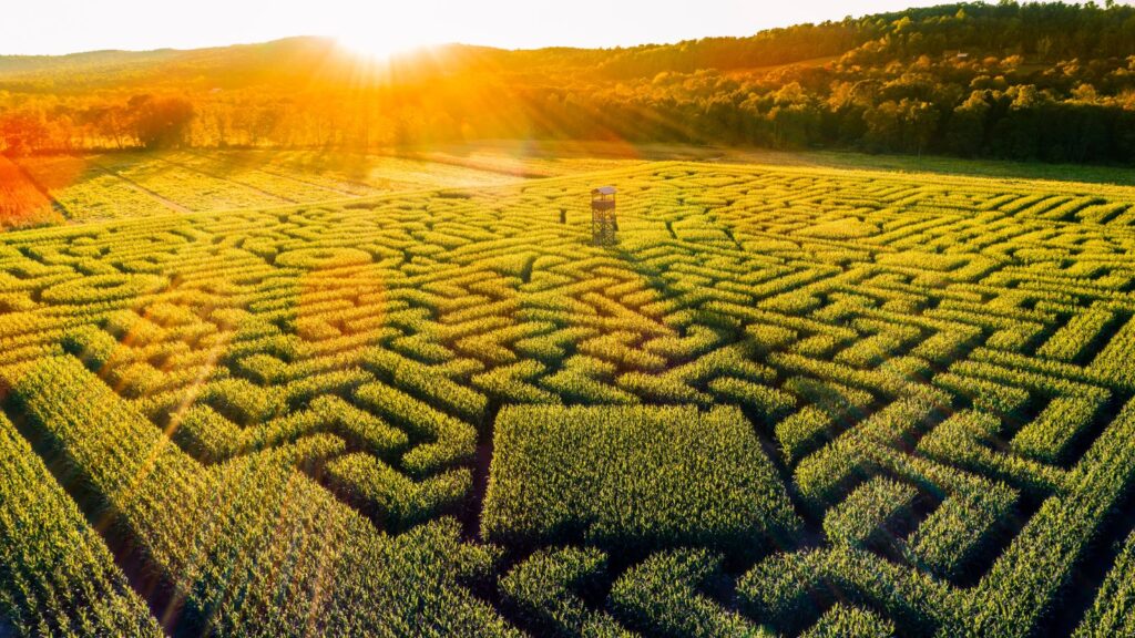 The huge Halloween's Corn Maze in Pennsylvania, Poconos Region