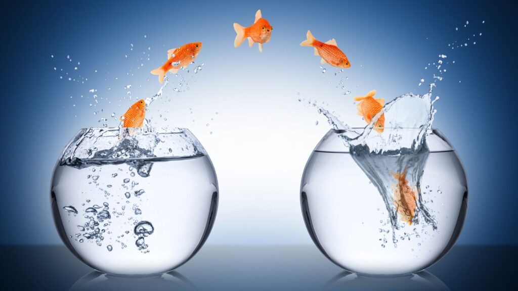 Mastering Change Management: Transform Your Dynamics 365 BC Journey 1 Goldfish leaping from one fishbowl to another, symbolizing transition and transformation—representing effective Change Management strategies during a Microsoft Dynamics 365 Business Central ERP upgrade.